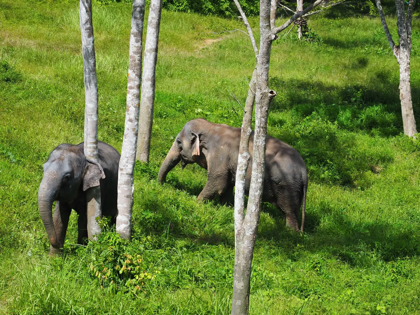 Phuket Elephant Sanctuary: утро или день с стадом